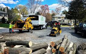 Best Firewood Processing and Delivery  in Potomac Heights, MD